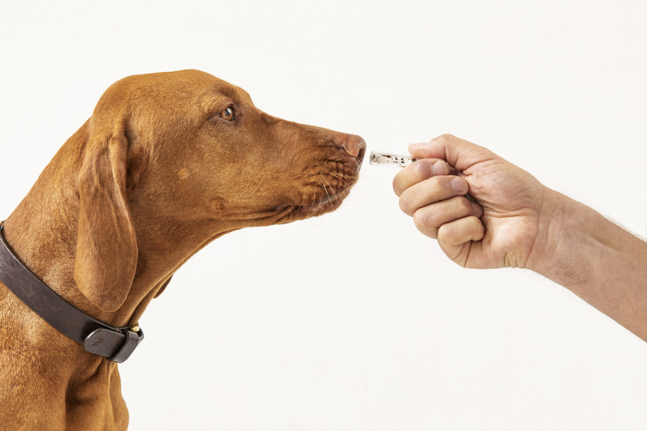 DBS – Die Bettwanzen Spürhunde